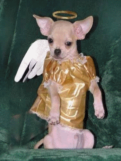 Funny Screensavers 0078